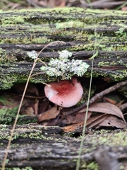 Russula persanguinea