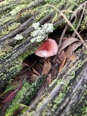 Russula persanguinea