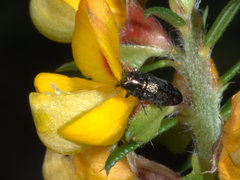 Agrilinae