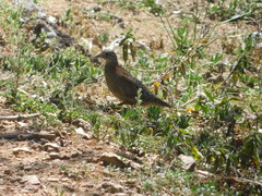 Turnix varius varius