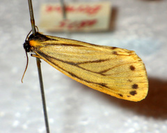 Setina