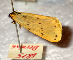 Setina