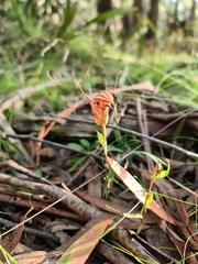 Pterostylis coccina