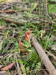 Pterostylis coccina