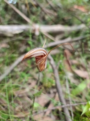Pterostylis coccina