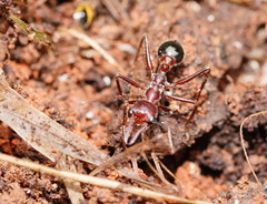 Myrmecia forficata