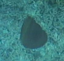 Poralia