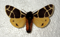 Arctia flavia