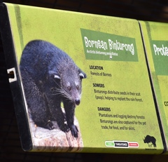 Arctictis binturong