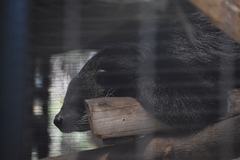 Arctictis binturong
