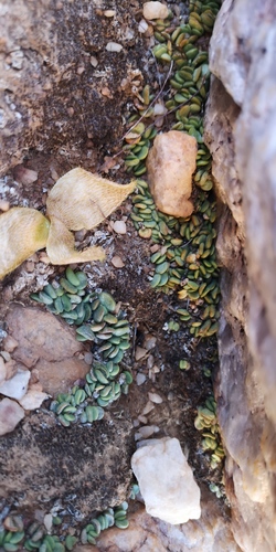 Adromischus nanus (Adromischus nanus)