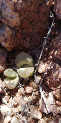 Lithops