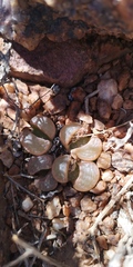 Lithops