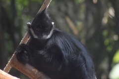 Trachypithecus francoisi