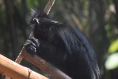 Trachypithecus francoisi