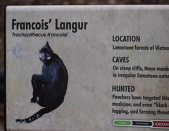 Trachypithecus francoisi