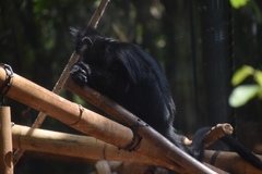 Trachypithecus francoisi