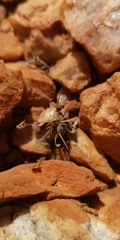 Othonna euphorbioides