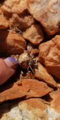 Othonna euphorbioides