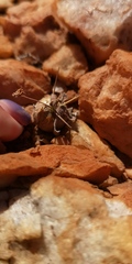 Othonna euphorbioides
