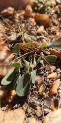 Othonna euphorbioides