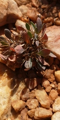 Othonna euphorbioides