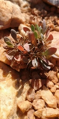 Othonna euphorbioides