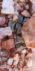 Lithops