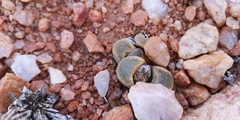 Lithops