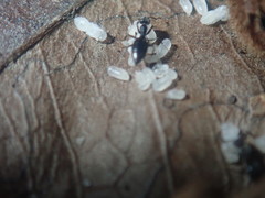 Formicidae