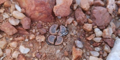 Lithops