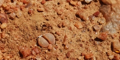 Lithops