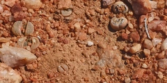 Lithops