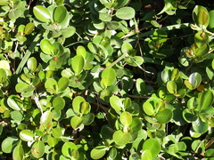 Ficus microcarpa latifolia