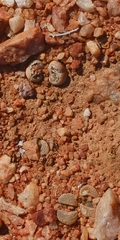 Lithops