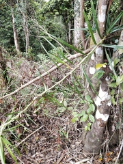 Freycinetia cumingiana
