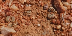 Lithops