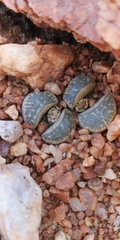 Lithops