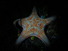 Goniodiscaster seriatus