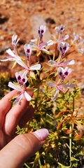 Pelargonium spinosum
