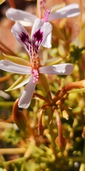 Pelargonium spinosum