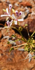 Pelargonium spinosum