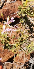 Pelargonium spinosum