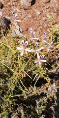 Pelargonium spinosum