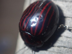 Paropsisterna octolineata