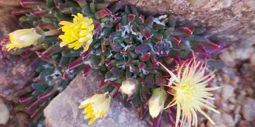 Cheiridopsis umbrosa