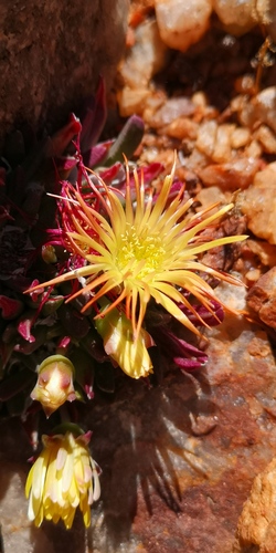 Cheiridopsis umbrosa