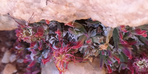 Cheiridopsis umbrosa