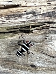 Trigonospila cingulata