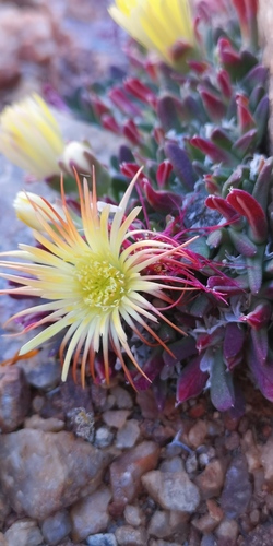 Cheiridopsis umbrosa